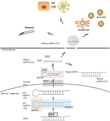 MicroRNA-27a (miR-27a) in Solid Tumors: A Review Based on Mechanisms and Clinical Observations